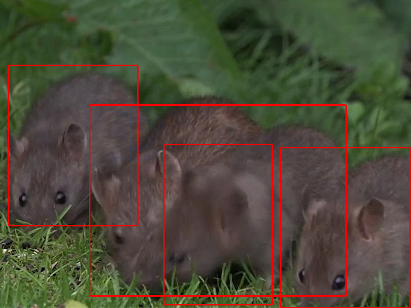 活體識(shí)別分析